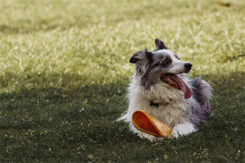 犬の出産（ウェルピング）準備ガイド：成功させる7つのステップ