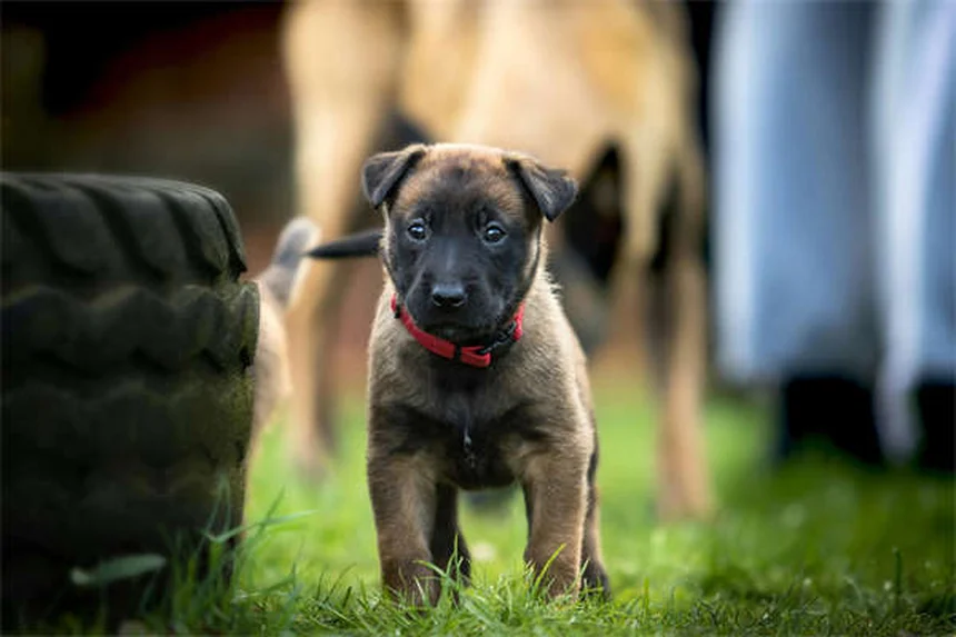 犬の唾液アレルギーはある？症状と対策を専門家が解説