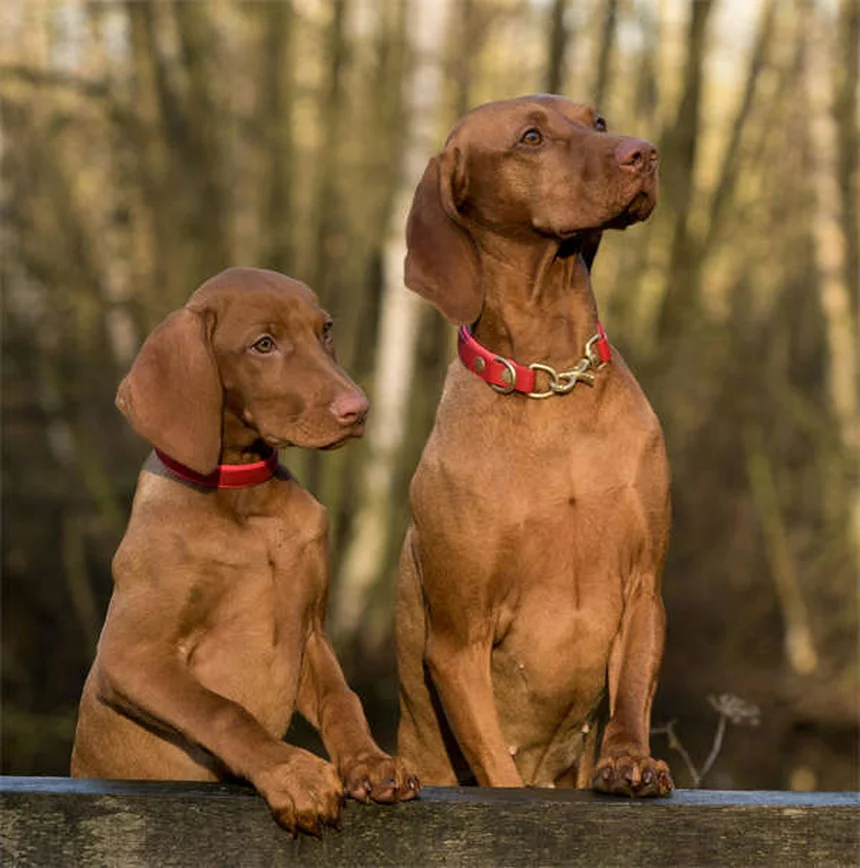 犬の唾液アレルギーはある？症状と対策を専門家が解説