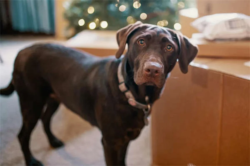 犬や猫を飼う費用のリアル：年間いくらかかる？徹底解説