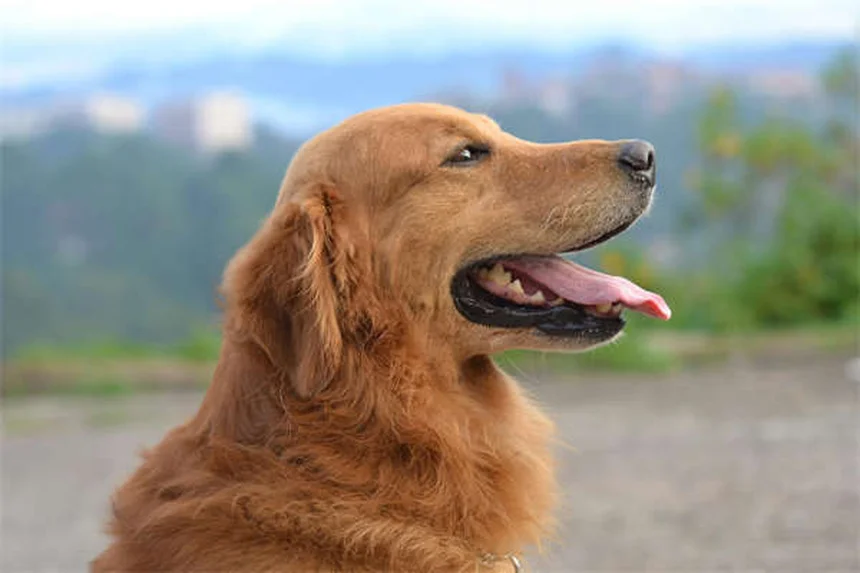 犬の呼吸が荒いのは危険サイン？原因と緊急時の対処法