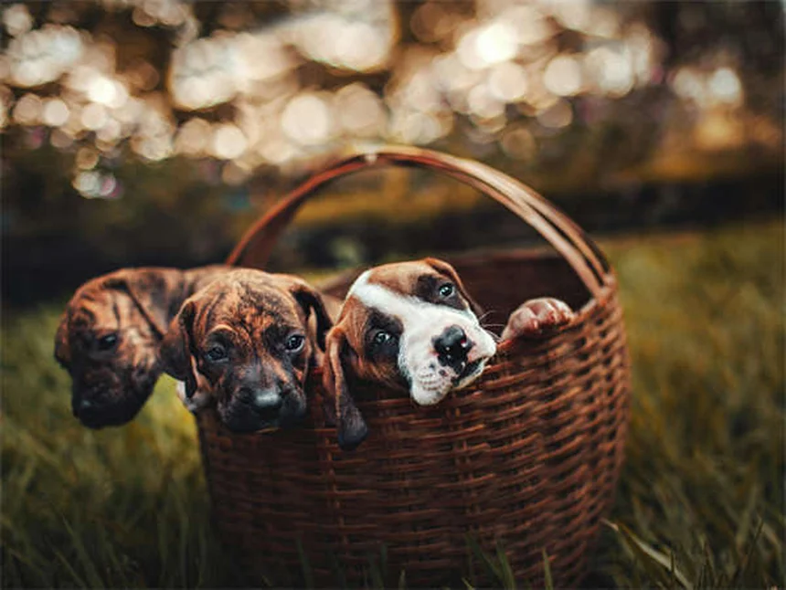 犬の呼吸が荒いのは危険サイン？原因と緊急時の対処法
