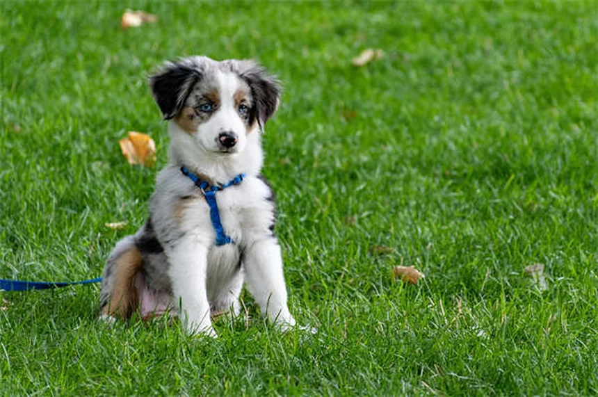シャイな犬の原因と接し方｜愛犬の自信を育てる7つのステップ