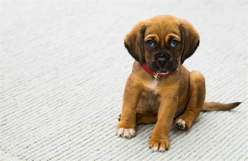 犬の吐出とは？嘔吐との違いと原因・対処法を獣医師が解説