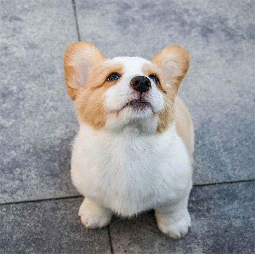 賢い犬の見分け方7選｜愛犬の知能をチェックする方法と伸ばすコツ