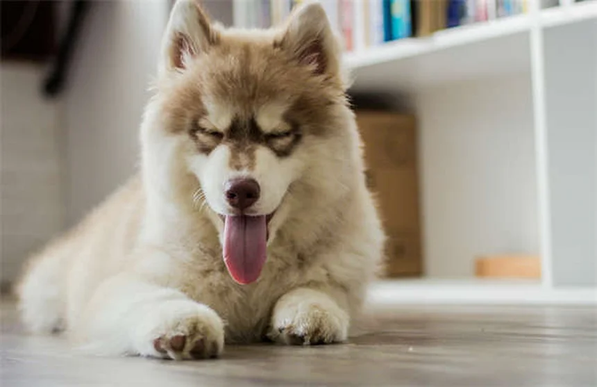 賢い犬の見分け方7選｜愛犬の知能をチェックする方法と伸ばすコツ
