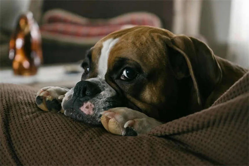 犬の皮膚タグとは？原因から治療・予防法まで徹底解説