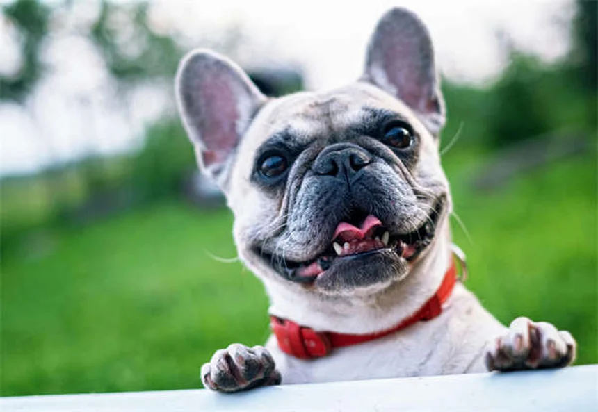 犬の見えないフェンスの真実：7つの危険と優しい代替案