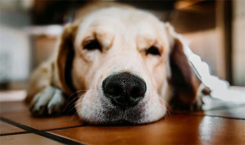 犬・猫のクロピドグレル：血栓予防の安全な飲ませ方と副作用の真実