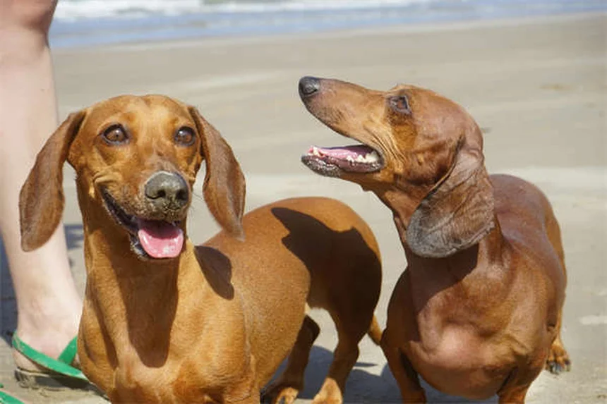 犬・猫のクロピドグレル：血栓予防の安全な飲ませ方と副作用の真実