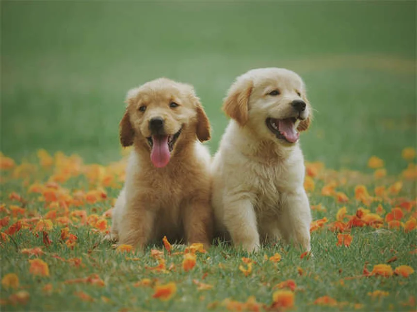 犬がいつもついてくる理由と正しい対処法