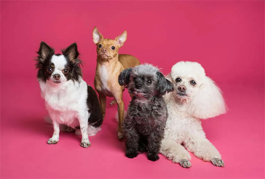 犬がいつもついてくる理由と正しい対処法