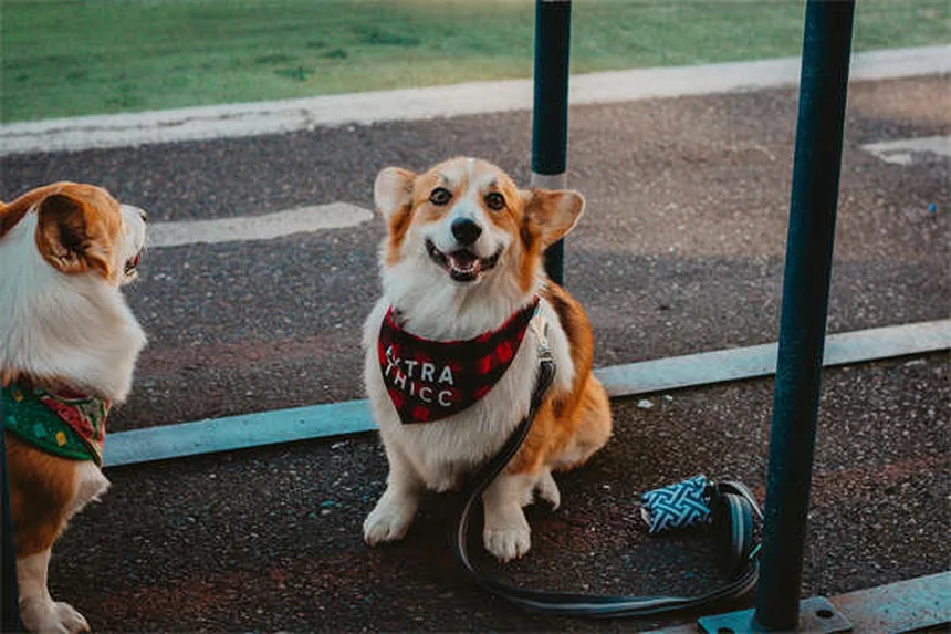 犬用フロセミド、副作用と正しい使い方を徹底解説