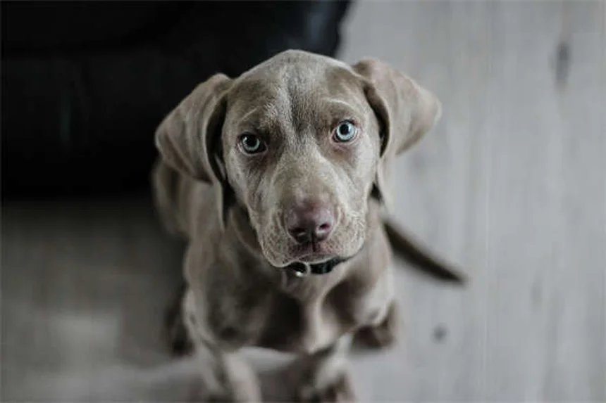 犬のしつけ忘れ理由とトレーニング改善法