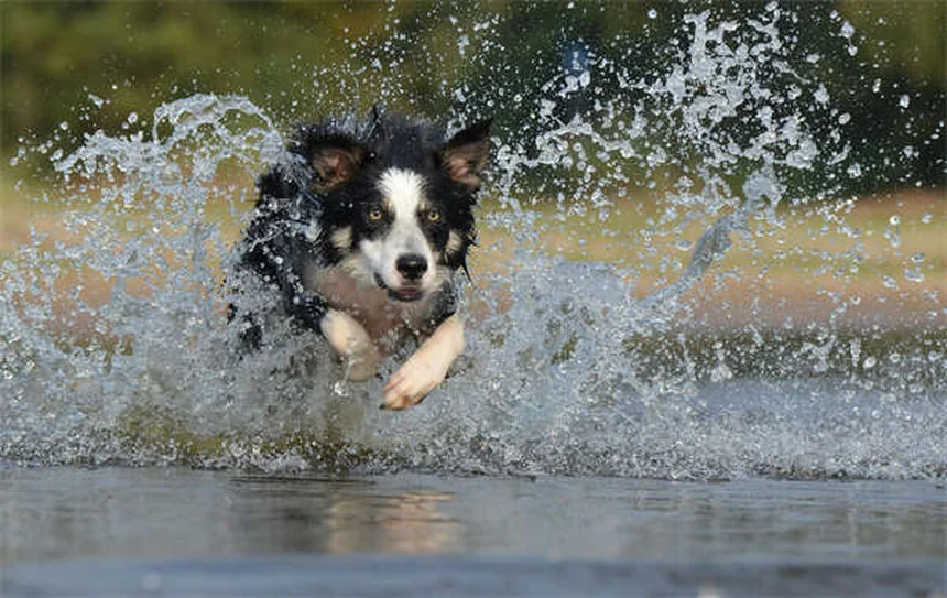 犬のてんかんに溴化钾を使う飼い主が解説！副作用・注意点・成功のコツ