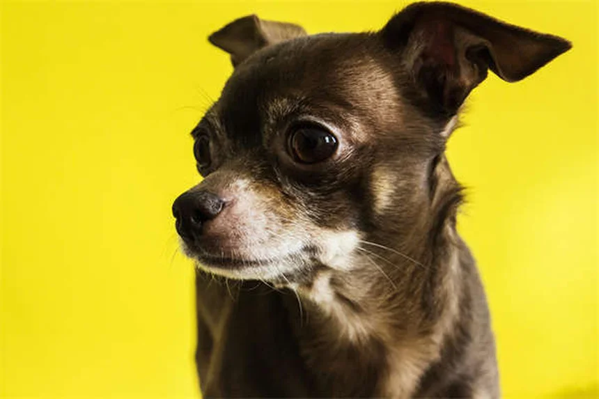 犬のてんかんに溴化钾を使う飼い主が解説！副作用・注意点・成功のコツ