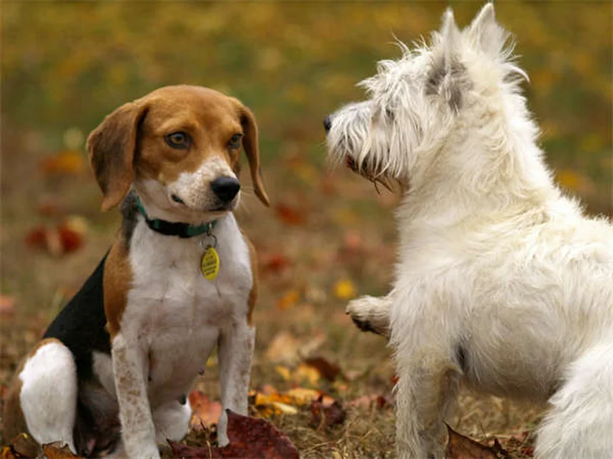 犬の捕食本能を安全に管理する方法：私の経験から学ぶ5つのポイント