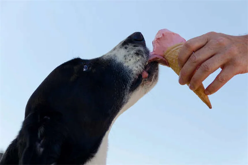 犬の腹水の原因と症状、治療法を獣医師が解説