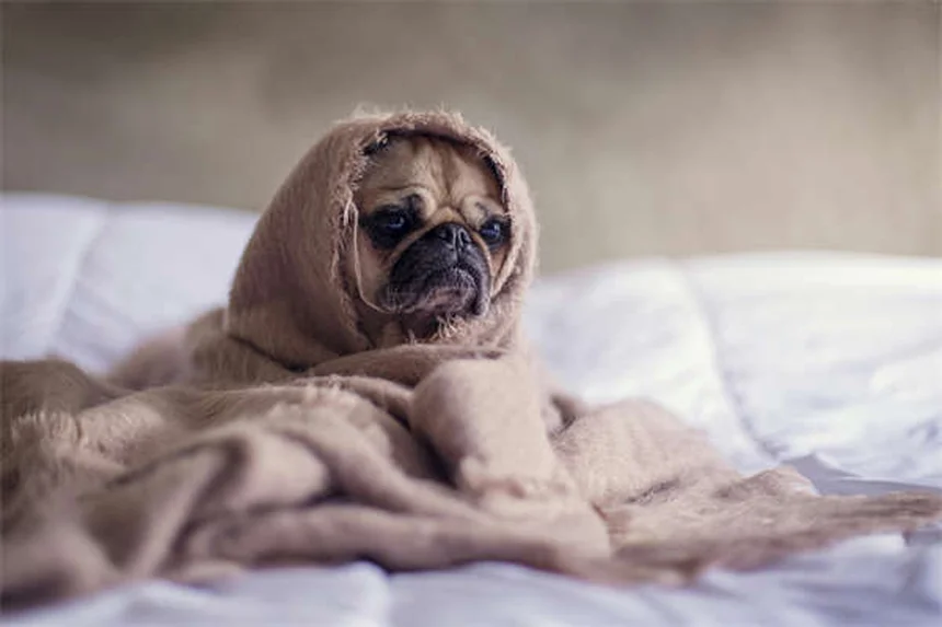 外猫のワクチン完全ガイド【獣医師監修】必要種類とスケジュール