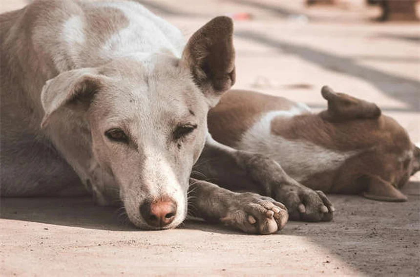 安全な犬用ノミ駆除薬の選び方｜獣医師が教える4つのポイント