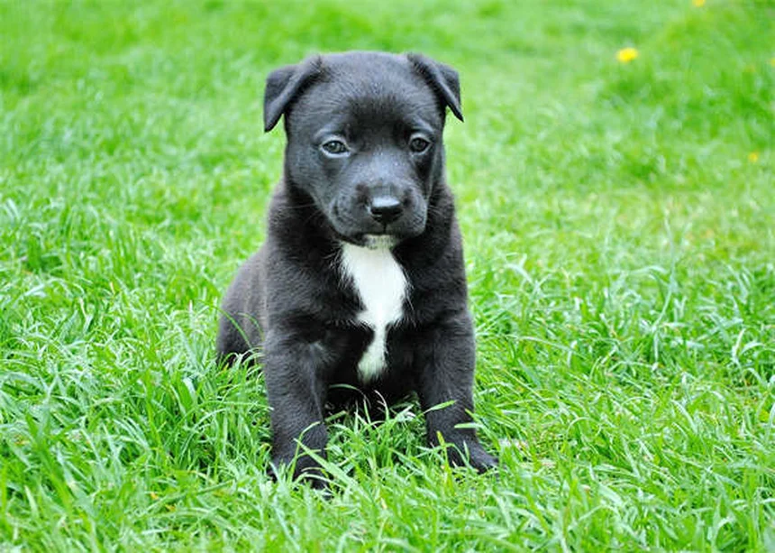 犬種で性格は決まらない？遺伝と環境が作る「本当の個性」の見分け方