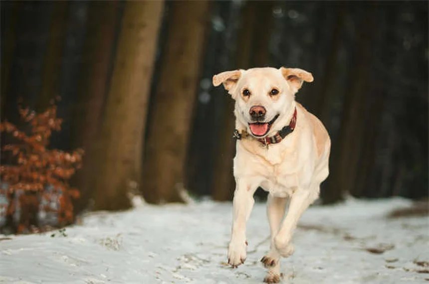 犬種で性格は決まらない？遺伝と環境が作る「本当の個性」の見分け方