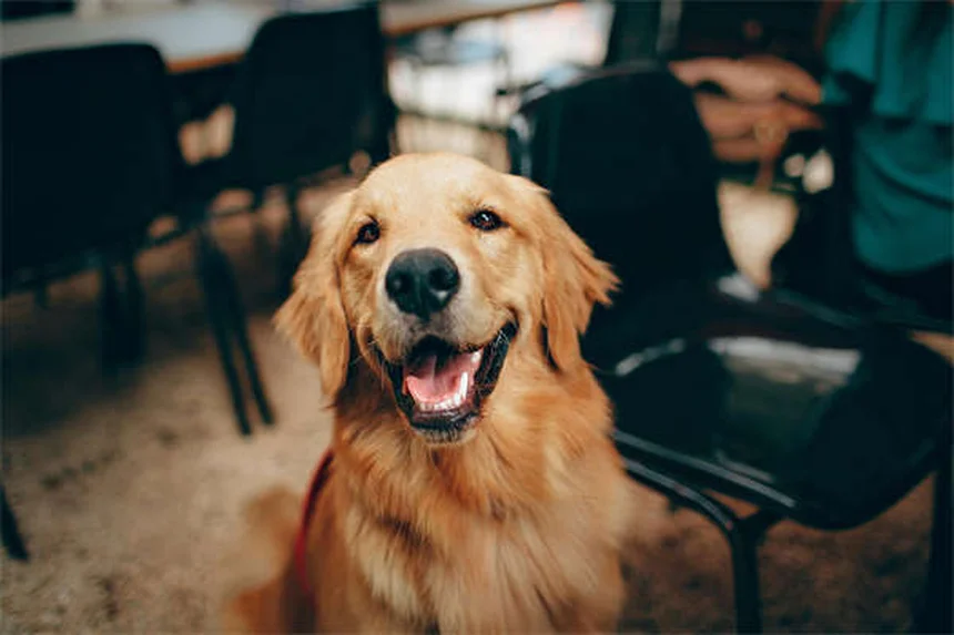 サラブレッドとは？特徴・歴史・飼い方のすべてを徹底解説