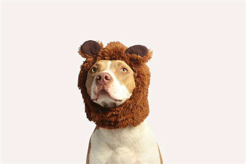 犬のマダニチェックはなぜ必要？愛犬と家族を守る3つの理由と正しい探し方