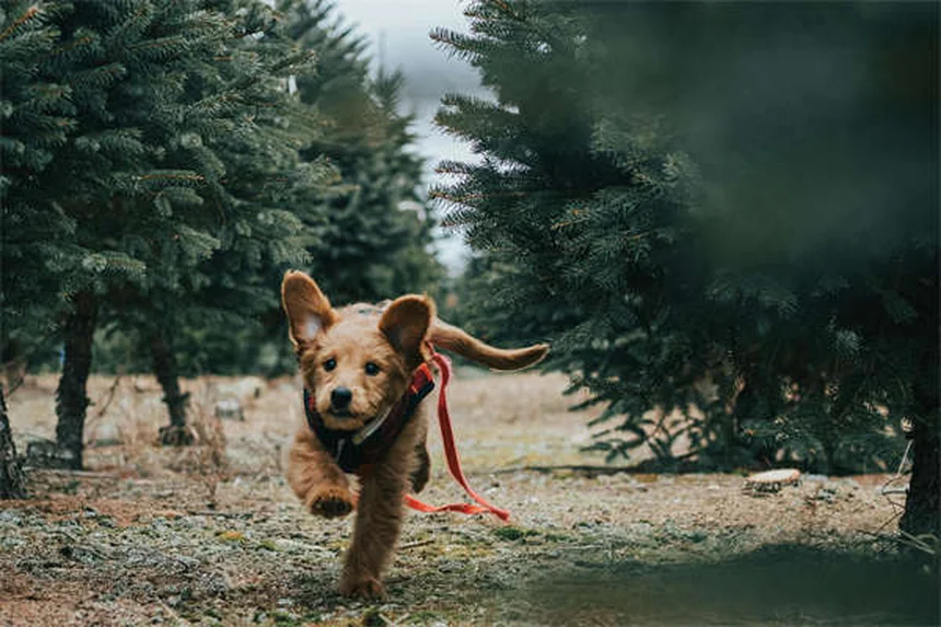 犬の保険の選び方：知っておくべき5つのポイントと比較のコツ