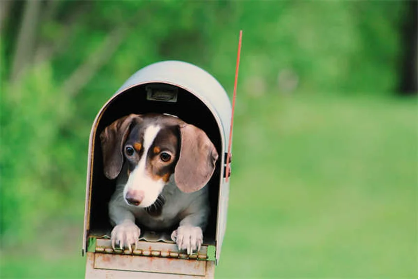 犬の保険の選び方：知っておくべき5つのポイントと比較のコツ