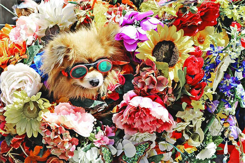 犬の避妊・去勢手術後の回復を成功させる完全ガイドと必須ケアアイテム6選