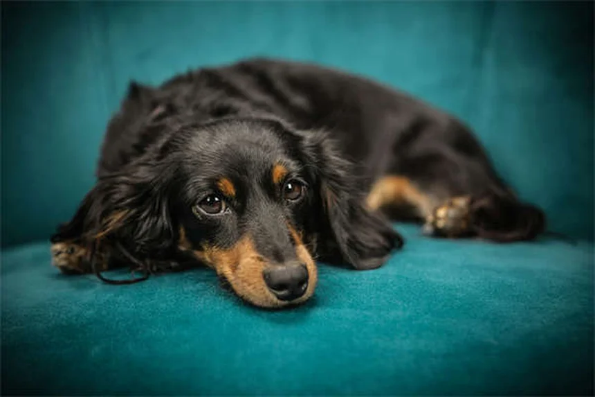 犬にダウン・ステイを教える方法｜愛犬がリラックスして学べる5つのステップ