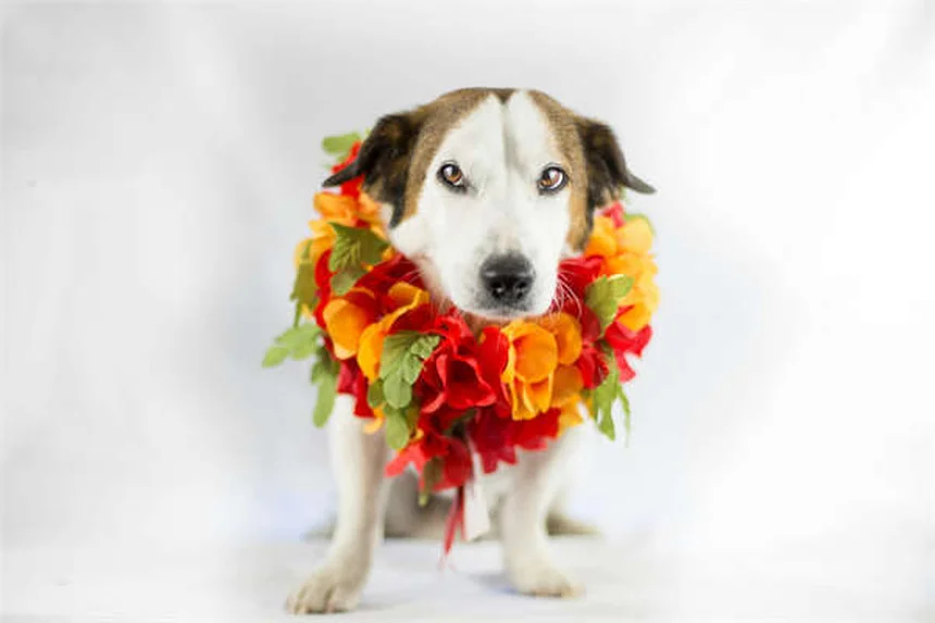犬にダウン・ステイを教える方法｜愛犬がリラックスして学べる5つのステップ